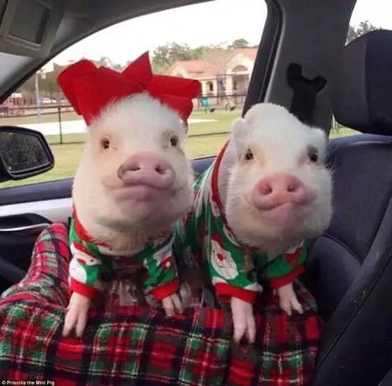 Funny Pigs Christmas