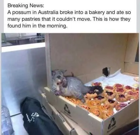 Funny-Posum-Pizza Funny Posum Pizza