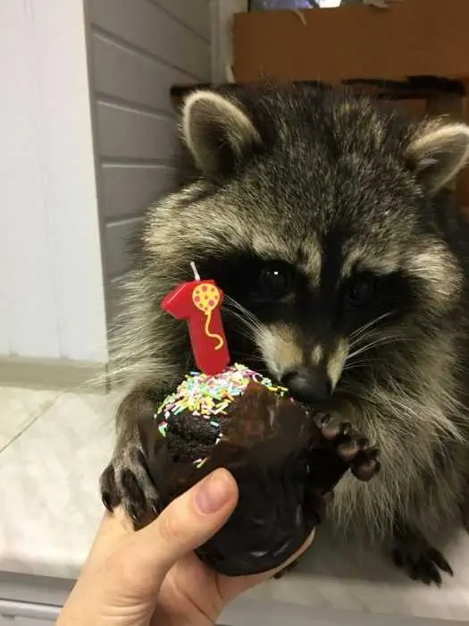 Funny-Racoon-Cake Funny Racoon Cake