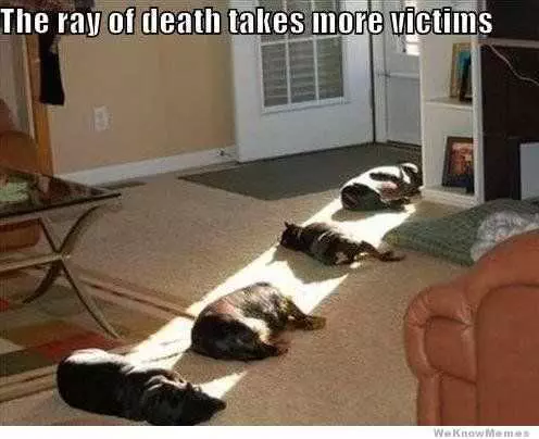 Funny Ray Cat
