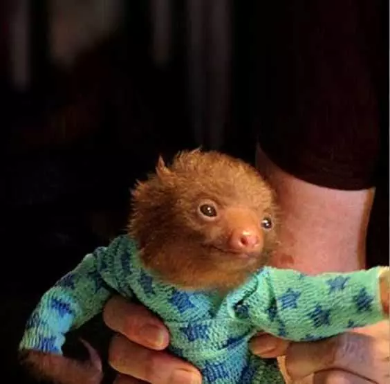 Funny Sloth Onesie