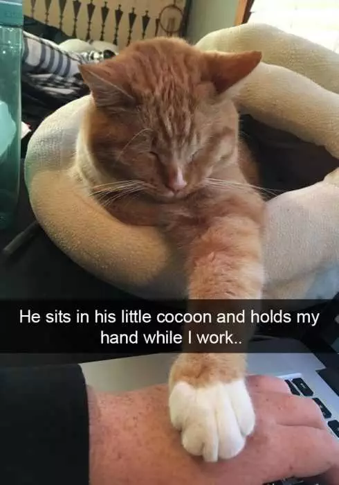 Funny Snapchat Little Paw