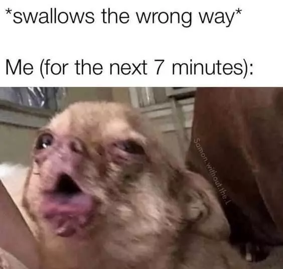 Funny Swallows Wrong Way