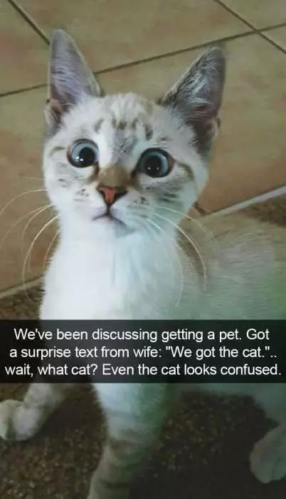 Funny Wait What Cat