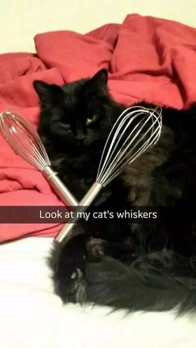 Funny Whiskers