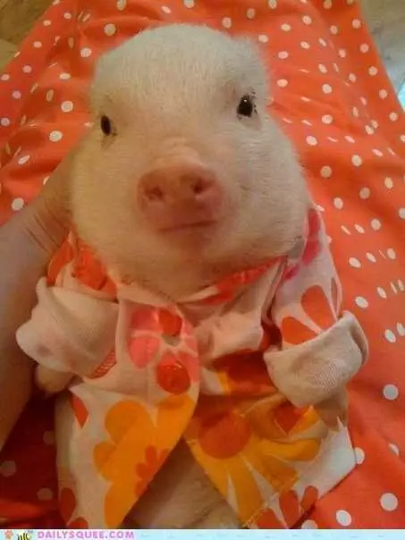 Pig In Pajamas