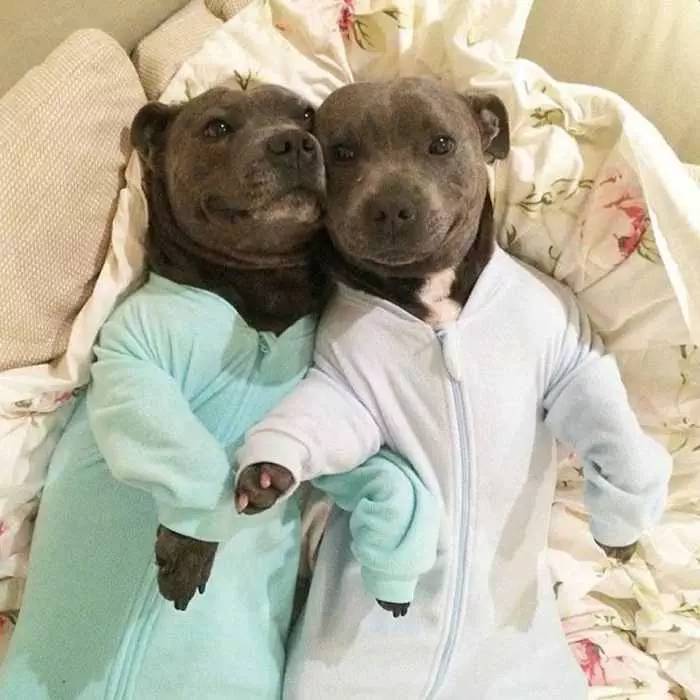 Pitties-In-Pjs Pitties In Pjs