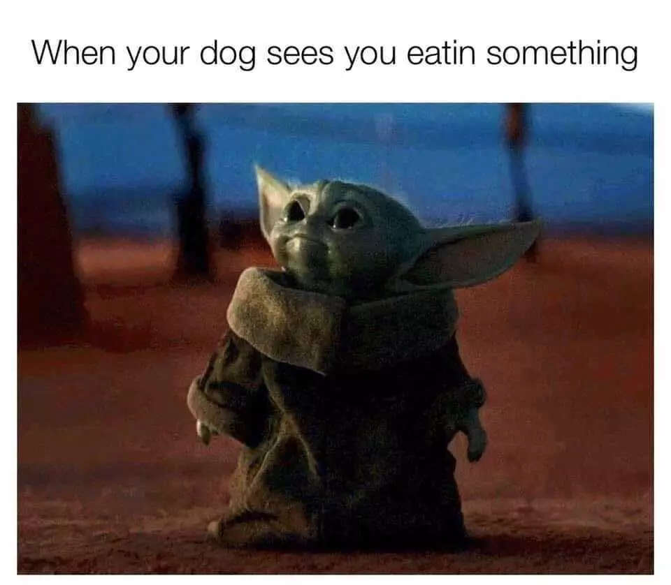 Yoda Dog Eating
