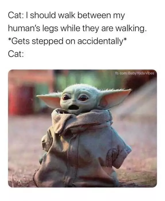 Yoda Gets Stepped On Cat