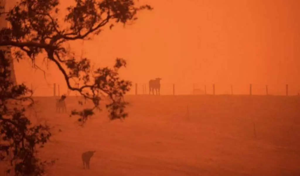 A Cow In A Field Colored By Reflection Of Raging Wildfires