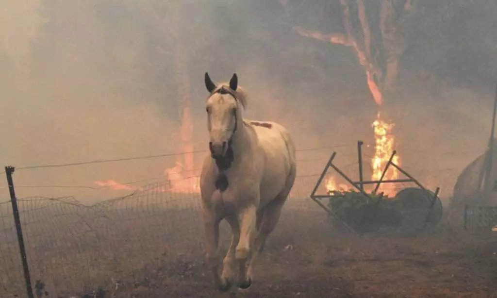 A Horse Running Away From Raging Wildfires Which Consumed Its Stable