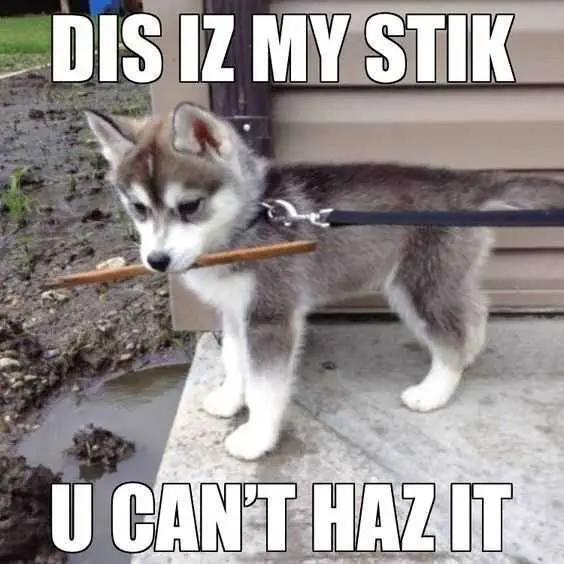 Animal-Cant-Have Animal Cant Have