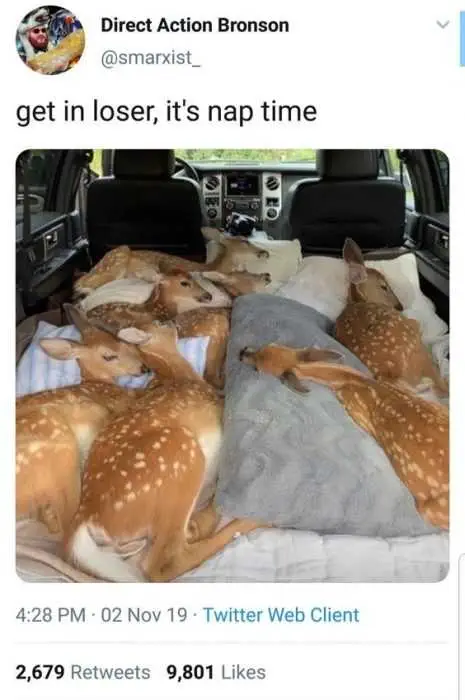 Animal-Deer-Nap Animal Deer Nap