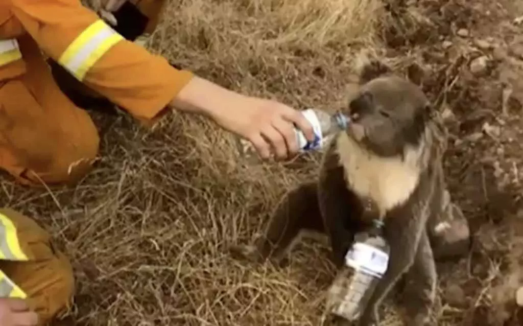 Koala Drinking Water From A Bottle Held By Rescuer