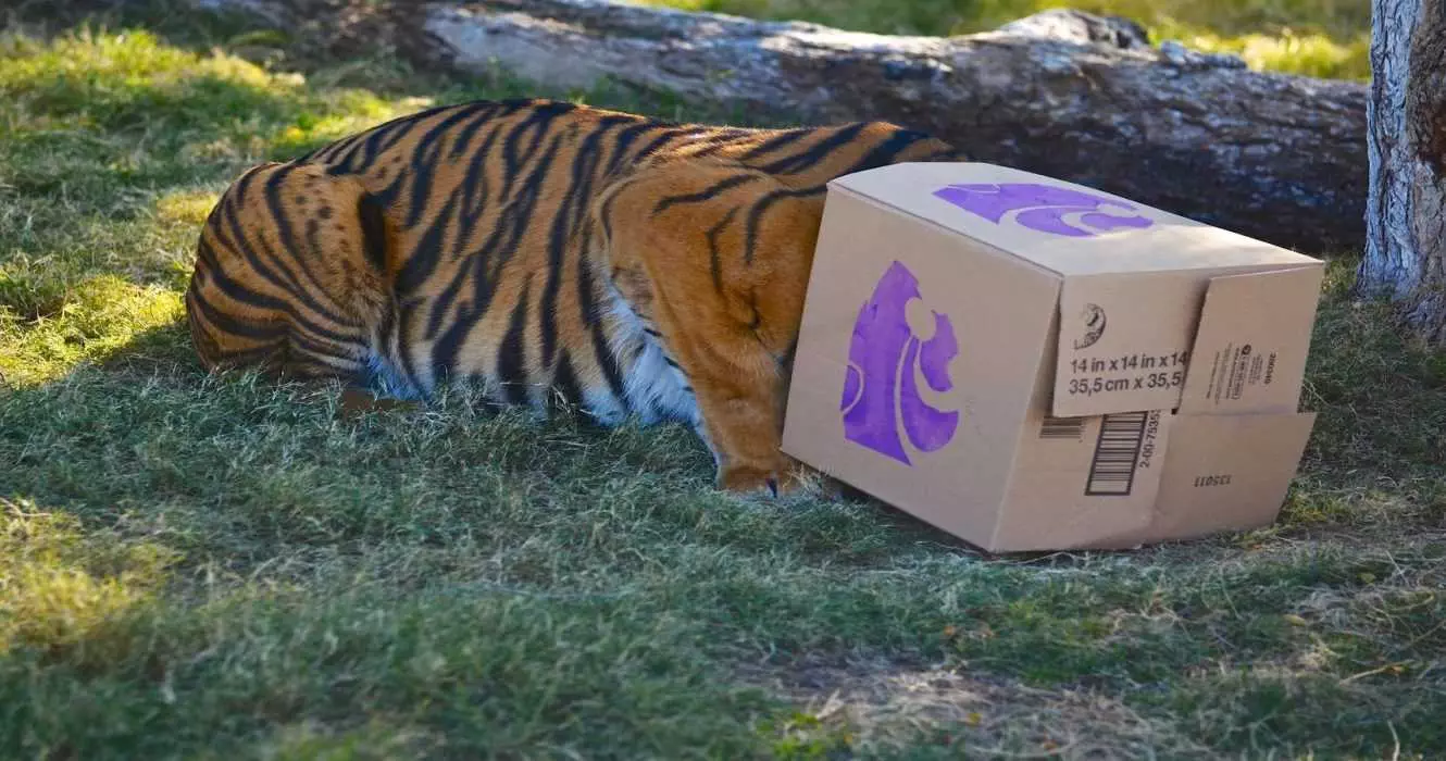 Big-Cat-9 Big Cat 9