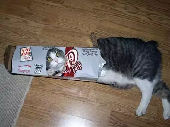 Cat Box Dr Pepper