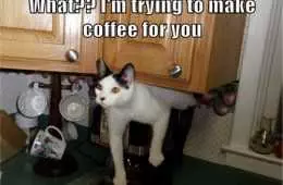 Cat Coffee Stuck