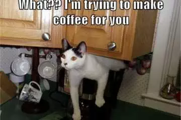 Cat Coffee Stuck