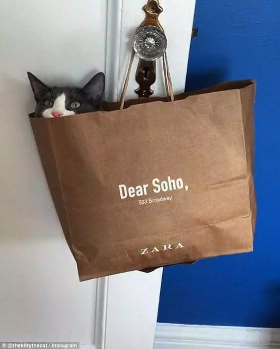 Cat Dear Bag