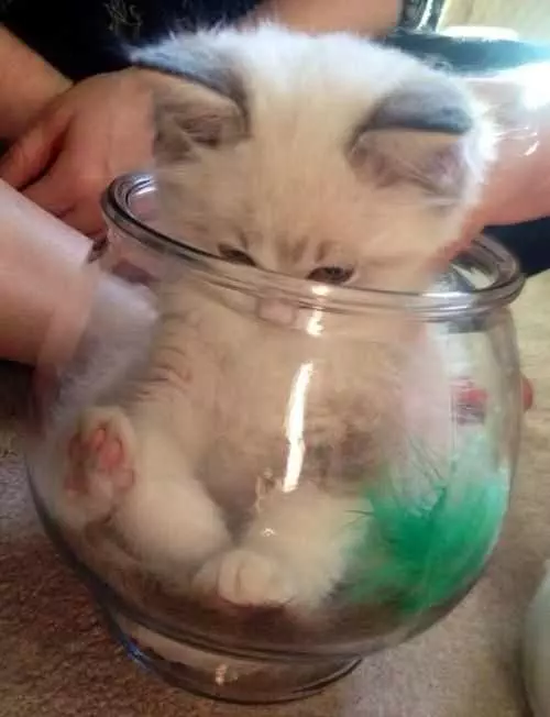 Cat Jar Kitty
