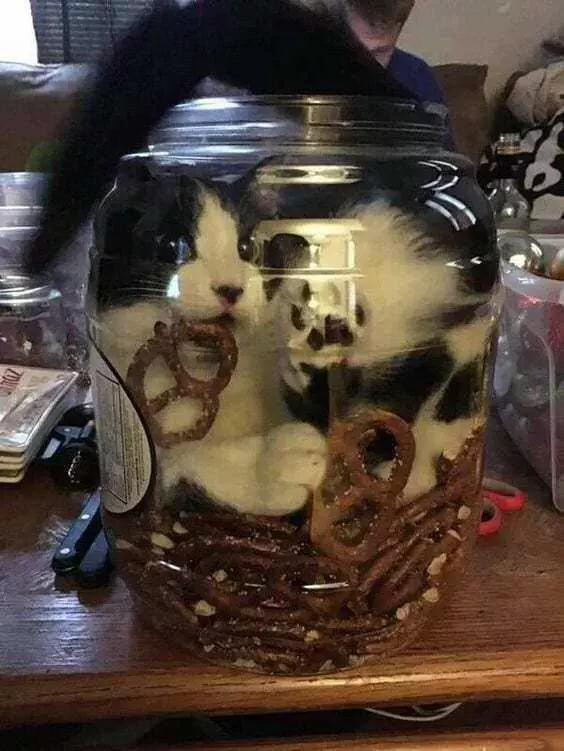 Cat Jar Pretzel