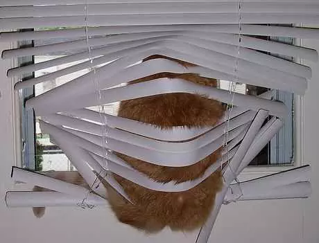 Cat More Blinds
