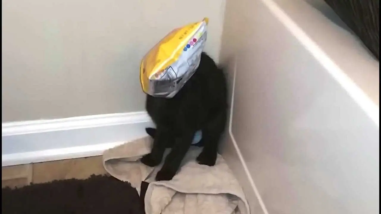Cat-Potato-Chip-Bag Cat Potato Chip Bag