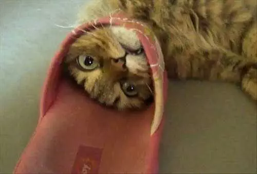Cat Shoe
