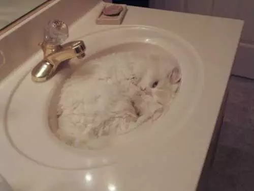 Cat Sink Kitty