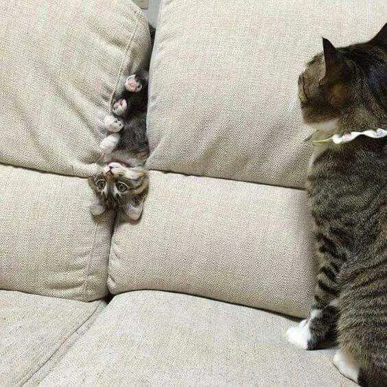 Cat-Smush-Sofa Cat Smush Sofa