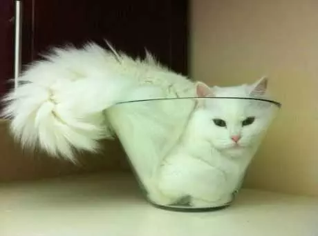 Cat Stuck Bowl
