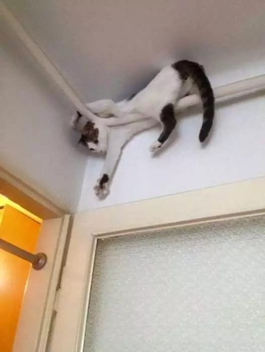 Cat Stuck Ceiling