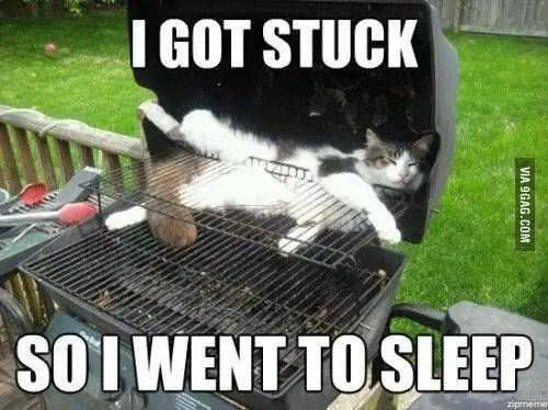 Cat-Stuck-Grilled Cat Stuck Grilled