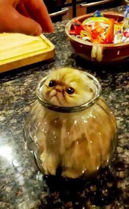 Cat Sunken Jar