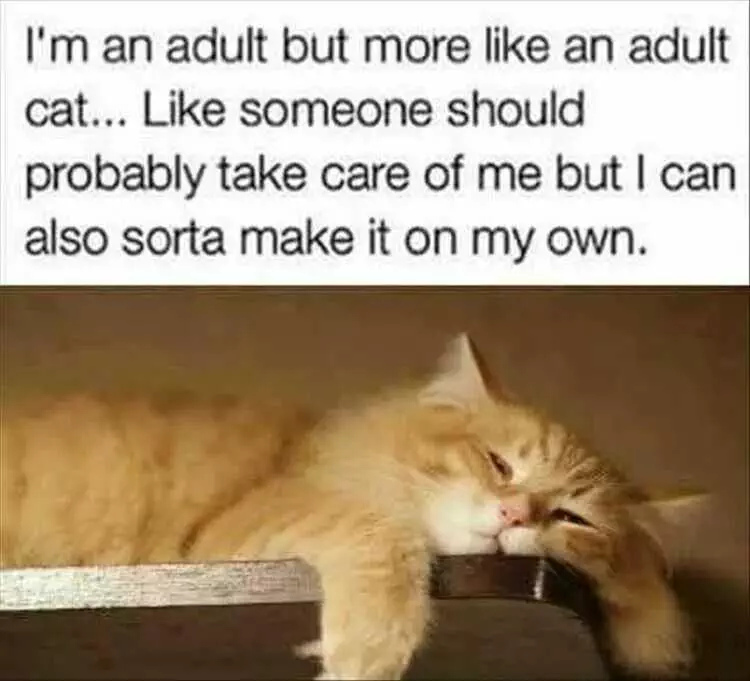 Funny Cat Pictures  Adult Life Cat Meme