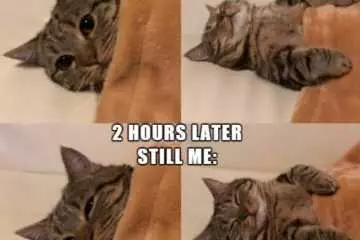 Funny Cat 6 Alarm