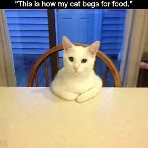 Funny Cat Beg