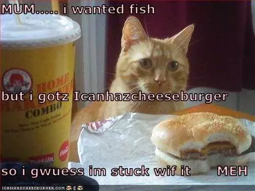 Funny Cat Burger