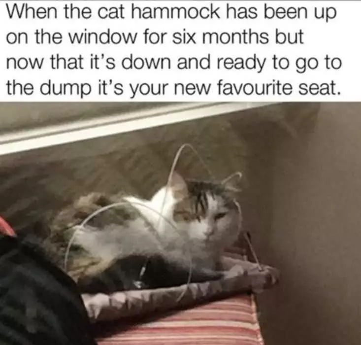 Funny Cat Hammock