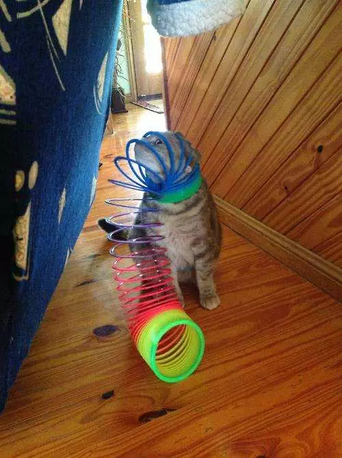 Funny Cat Slinky