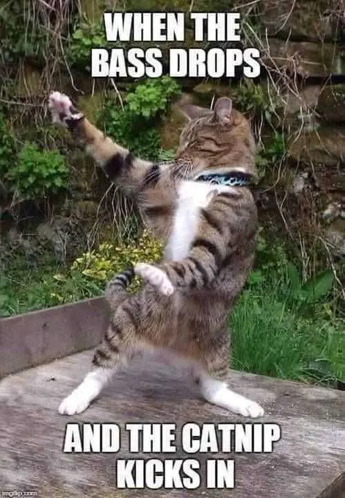 Funny-Catnip-Bass Funny Catnip Bass