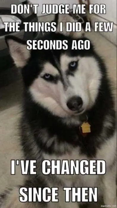 Funny-Changed-Dog Funny Changed Dog