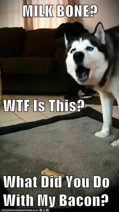 Funny-Dog-Bacon Funny Dog Bacon