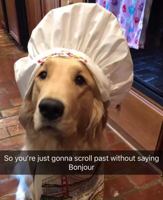 Funny Dog Bonjour