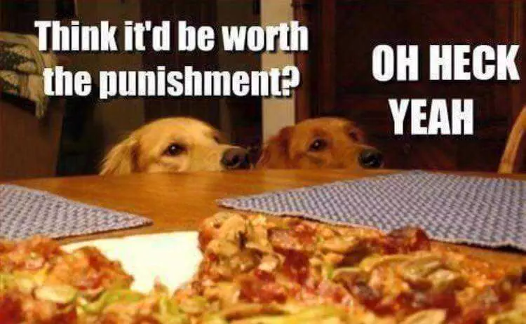Funny Dog Pizza