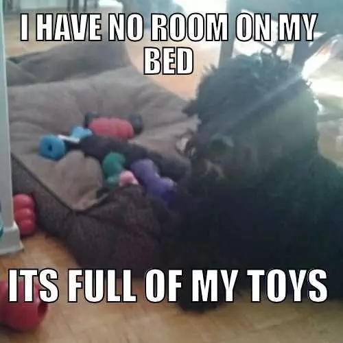 Funny Dog Toys
