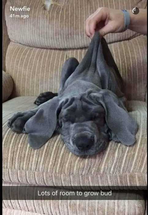 Funny-Dog-Wrinkle Funny Dog Wrinkle