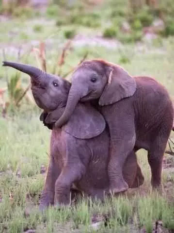 Funny Elephant Brothers 1