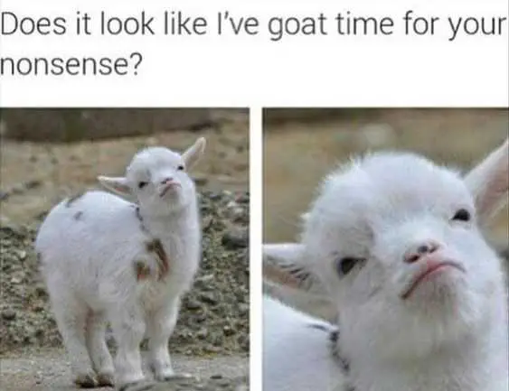 Funny-Goat Funny Goat