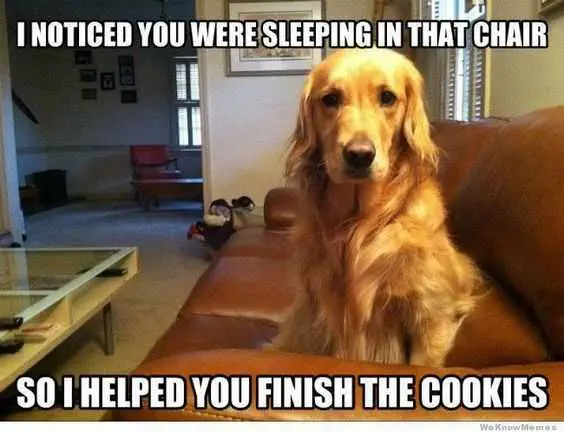 Funny-Helped Funny Helped